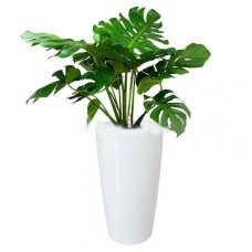 DRACAENA FRAGRANS IN POT